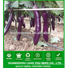 NE01 Shuibei F1 hybrid eggplant seeds, eggplant seeds for sale,seeds to sow